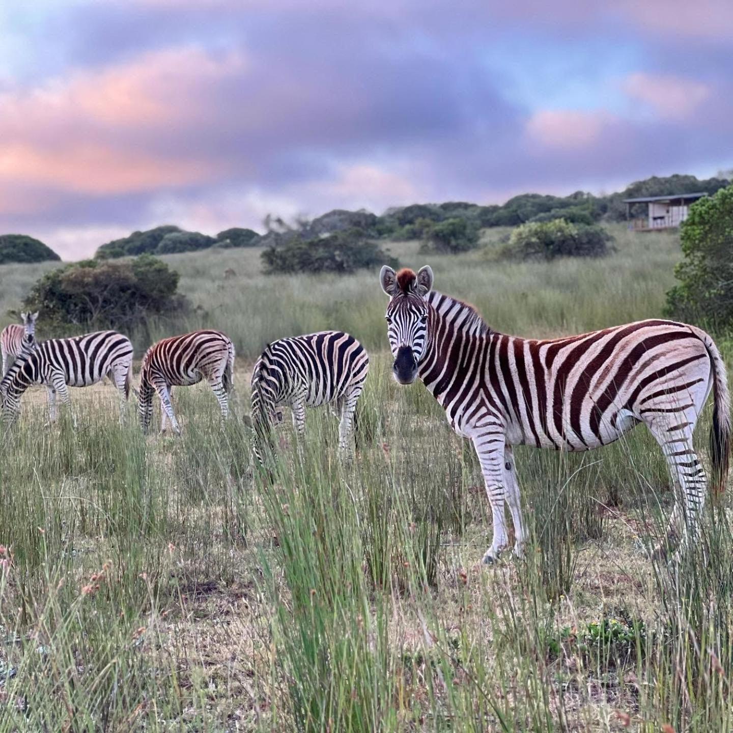 Apartmán Baardbos Private Game Reserve Stilbaai Exteriér fotografie