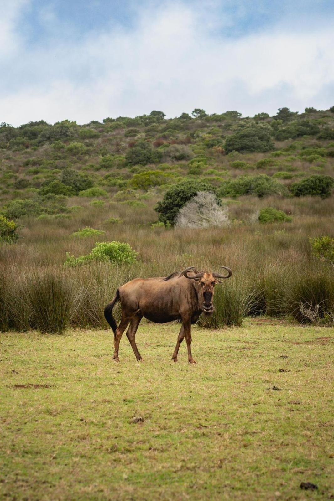 Apartmán Baardbos Private Game Reserve Stilbaai Exteriér fotografie