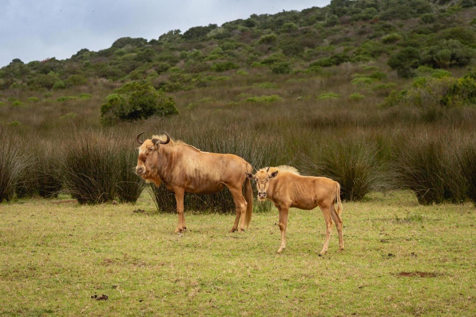 Apartmán Baardbos Private Game Reserve Stilbaai Exteriér fotografie