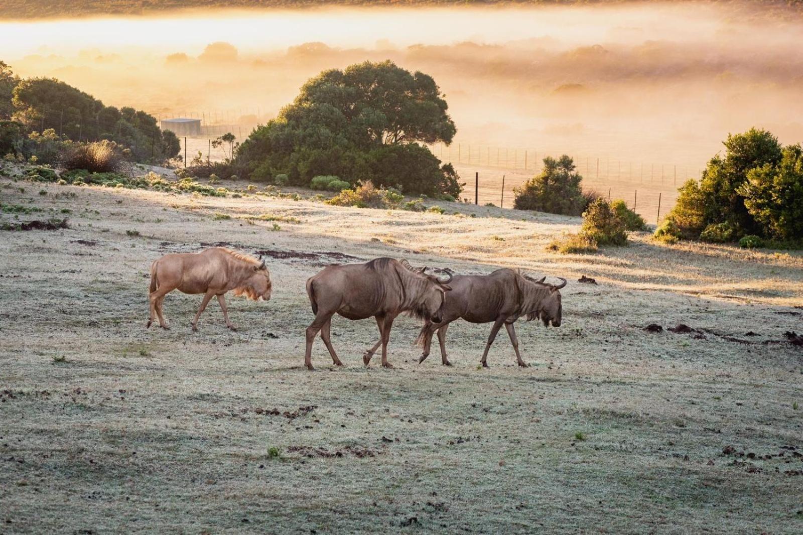 Apartmán Baardbos Private Game Reserve Stilbaai Exteriér fotografie