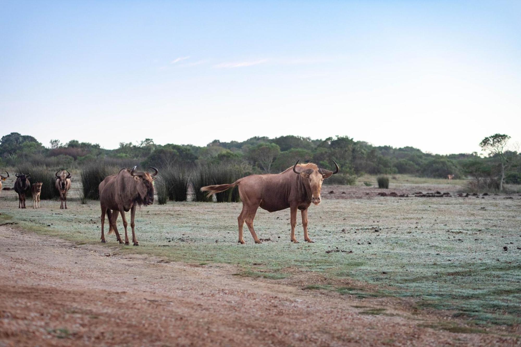 Apartmán Baardbos Private Game Reserve Stilbaai Exteriér fotografie