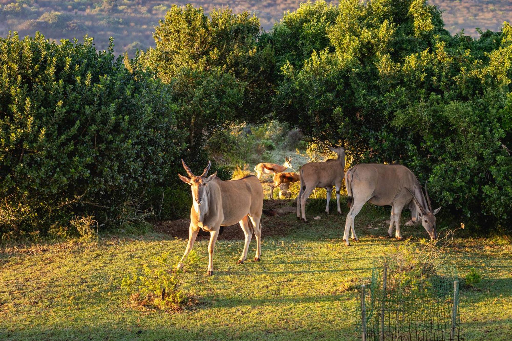 Apartmán Baardbos Private Game Reserve Stilbaai Exteriér fotografie