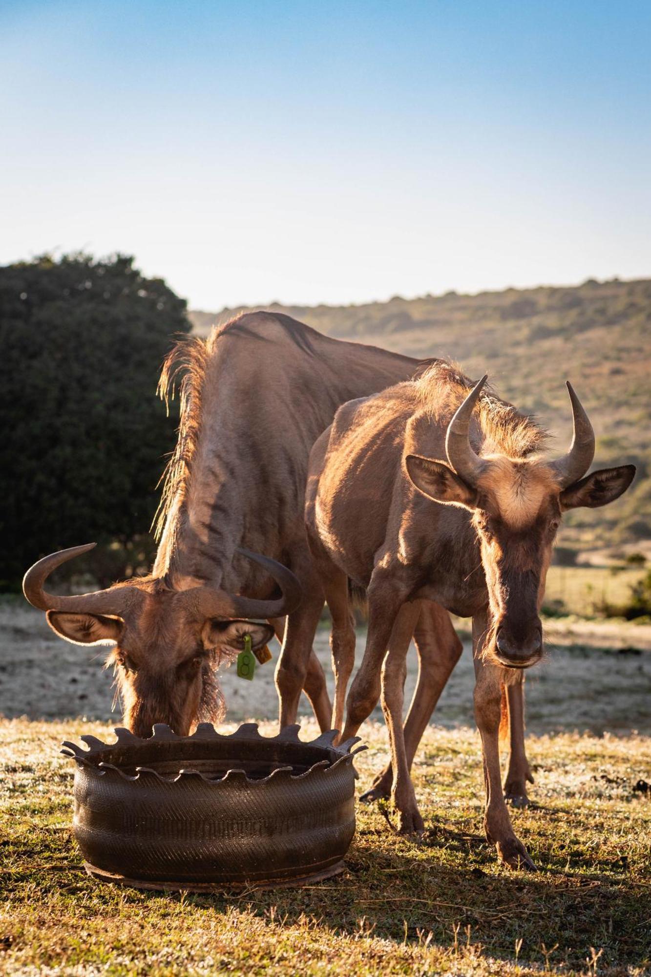 Apartmán Baardbos Private Game Reserve Stilbaai Exteriér fotografie